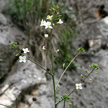 Brassica cretica \ Kretischer Kohl / Cretan Cabbage, GR Akrokorinth 13.1.2014 (Photo: Gisela Nikolopoulou)