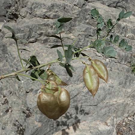 Colutea arborescens \ Blasenstrauch / Bladder Senna, GR Peloponnes, Kalavryta 20.5.2024