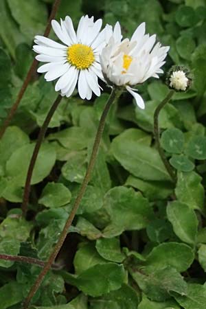 Bellis sylvestris \ Wald-Gnseblmchen / Southern Daisy, GR Peloponnes, Mt. Kyllini, Limni Dasiou 21.5.2024