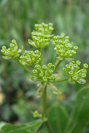 Bupleurum fruticosum \ Strauchiges Hasenohr / Shrubby Hare's Ear, GR Parnitha 22.5.2008