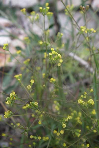 Bupleurum praealtum \ Binsen-Hasenohr, Hohes Hasenohr / Tall Hare's Ear, GR Parnitha 22.5.2008