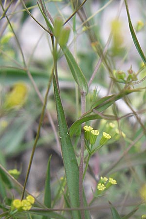 Bupleurum praealtum \ Binsen-Hasenohr, Hohes Hasenohr / Tall Hare's Ear, GR Parnitha 22.5.2008