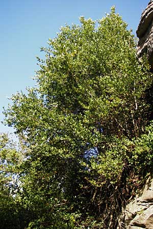 Olea paniculata \ Australische Olive / Native Olive, Australian Olive, GR Euboea (Evia), Dimosari - Schlucht / Gorge 29.8.2014