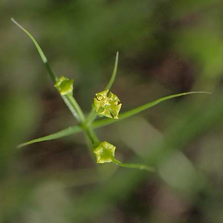 Bupleurum trichopodum \ Tragblatt-Hasenohr / Bracted Hare's Ear, GR Athen, Mount Egaleo 10.4.2019