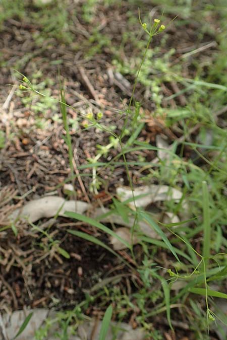 Bupleurum trichopodum \ Tragblatt-Hasenohr / Bracted Hare's Ear, GR Athen, Mount Egaleo 10.4.2019