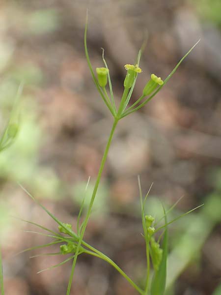 Bupleurum trichopodum \ Tragblatt-Hasenohr / Bracted Hare's Ear, GR Athen, Mount Egaleo 10.4.2019