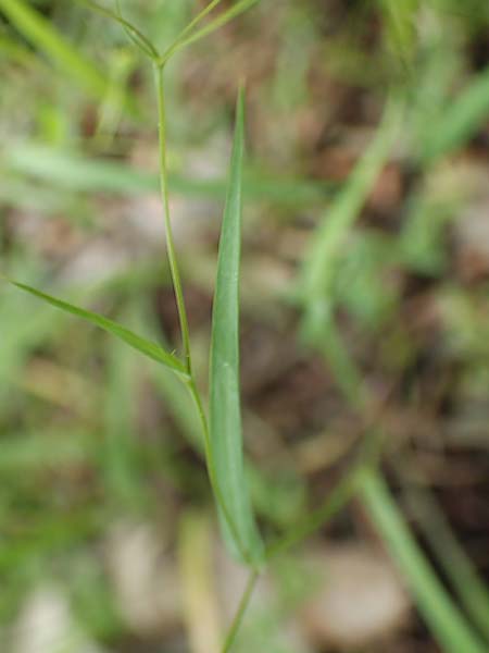 Bupleurum trichopodum \ Tragblatt-Hasenohr / Bracted Hare's Ear, GR Athen, Mount Egaleo 10.4.2019