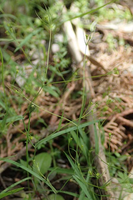 Bupleurum trichopodum \ Tragblatt-Hasenohr / Bracted Hare's Ear, GR Athen, Mount Egaleo 10.4.2019