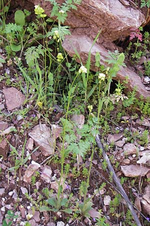 Biscutella didyma \ Einj&auml;hriges Brillensch�tchen / Annual Buckler Mustard, GR Peloponnes, Figalia 29.3.2013