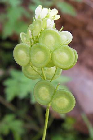 Biscutella didyma \ Einj&auml;hriges Brillensch�tchen / Annual Buckler Mustard, GR Peloponnes, Figalia 29.3.2013