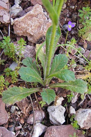 Biscutella didyma \ Einj&auml;hriges Brillensch�tchen / Annual Buckler Mustard, GR Peloponnes, Figalia 29.3.2013