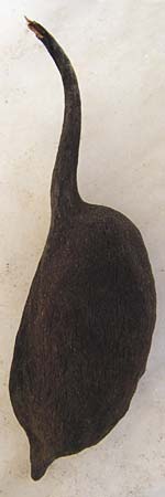 Brachychiton populneus \ Pappelbl&auml;ttriger Flaschenbaum, Kurrajong-Flaschenbaum / White-Flower Kurrajong, Black Kurrajong, GR Athen 2.9.2014