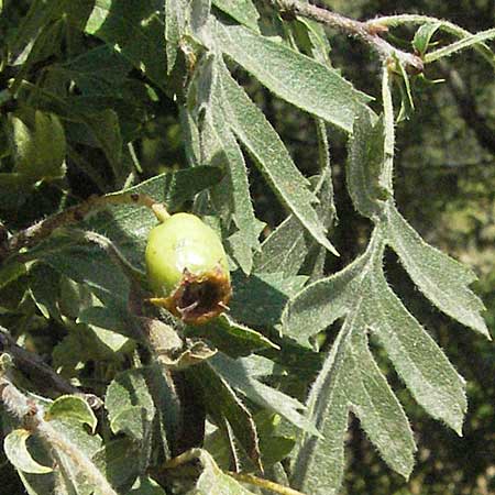 Crataegus heldreichii \ Heldreichs Wei�dorn / Heldreich's Hawthorn, GR Katara Pass 27.8.2007
