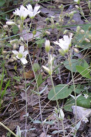 Cerastium decalvans \ Verkahlendes Hornkraut / Balding Mouse-Ear, GR Aoos - Schlucht / Gorge 16.5.2008