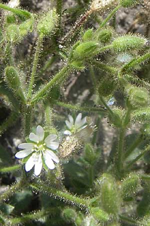 Cerastium brachypetalum subsp. pindigenum \ Pindus-Hornkraut / Pindus Mouse-Ear, GR Parnitha 22.5.2008