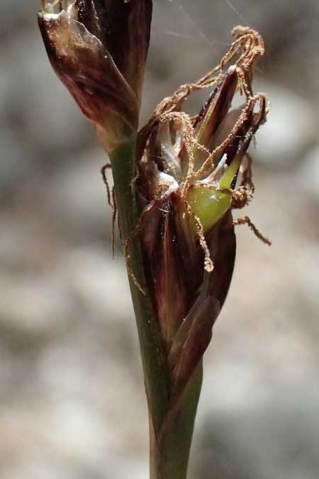 Carex macrolepis \ Gro&szlig;schuppige Segge / Large-Flaky Sedge, GR Peloponnes, Mt. Kyllini, Ziria 21.5.2024