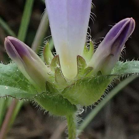 Campanula stenosiphon \ Schmalr&ouml;hrige Glockenblume / Narrow-Tube Bellflower, GR Peloponnes, Taygetos 27.5.2024