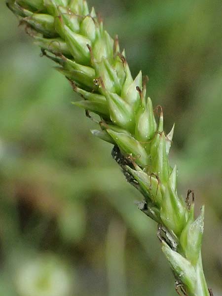 Carex punctata \ Punktierte Segge / Dotted Sedge, GR Peloponnes, Taygetos 27.5.2024