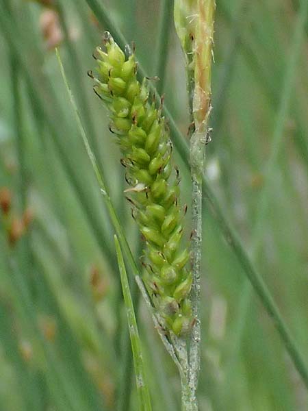 Carex punctata \ Punktierte Segge / Dotted Sedge, GR Peloponnes, Taygetos 27.5.2024