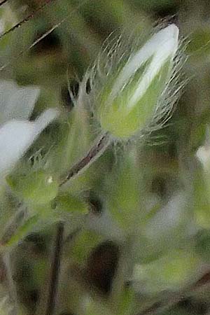 Cerastium brachypetalum subsp. atheniense \ Athener Hornkraut / Athens Mouse-Ear, GR Peloponnes, Taygetos 27.5.2024