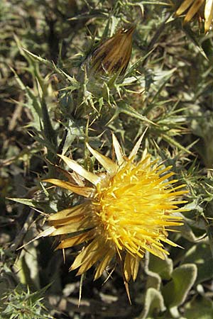 Carlina graeca \ Griechische Eberwurz, GR Parga 25.8.2007