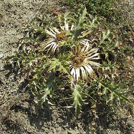 Carlina acanthifolia \ Akanthus-Silberdistel / Acanthus-Leaved Thistle, GR Katara Pass 27.8.2007
