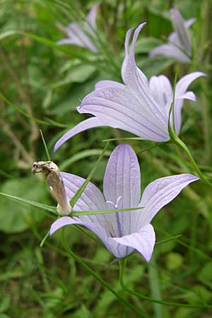 Campanula spatulata subsp. spruneriana \ Spruners Glockenblume / Spruner's Bellflower, GR Igoumenitsa 13.5.2008