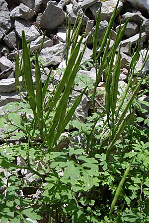 Cardamine graeca \ Griechisches Schaumkraut / Greek Bitter-Cress, GR Zagoria, Vikos - Schlucht / Gorge 15.5.2008