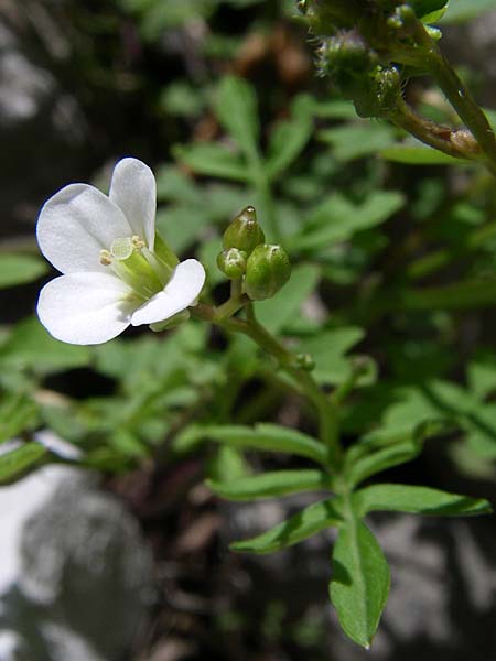Cardamine graeca \ Griechisches Schaumkraut / Greek Bitter-Cress, GR Zagoria, Vikos - Schlucht / Gorge 15.5.2008