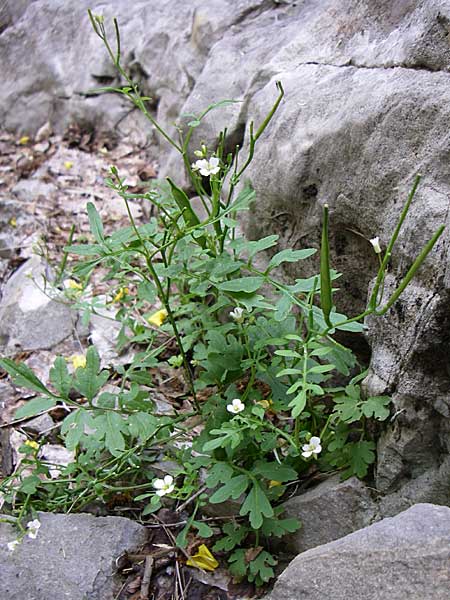 Cardamine graeca \ Griechisches Schaumkraut / Greek Bitter-Cress, GR Zagoria, Vikos - Schlucht / Gorge 15.5.2008