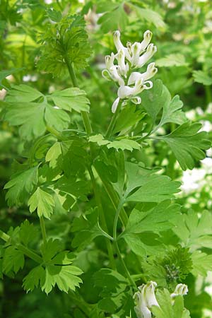 Corydalis alba \ Blagelber Lerchensporn / Pale Corydalis, GR Hymettos 4.4.2013