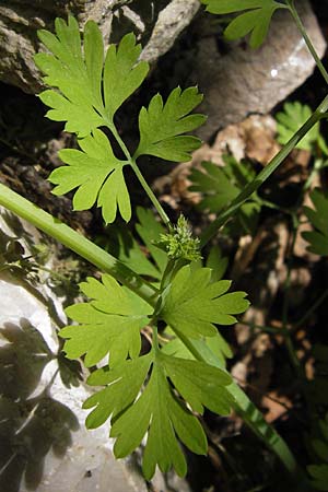 Corydalis alba \ Blagelber Lerchensporn / Pale Corydalis, GR Hymettos 4.4.2013