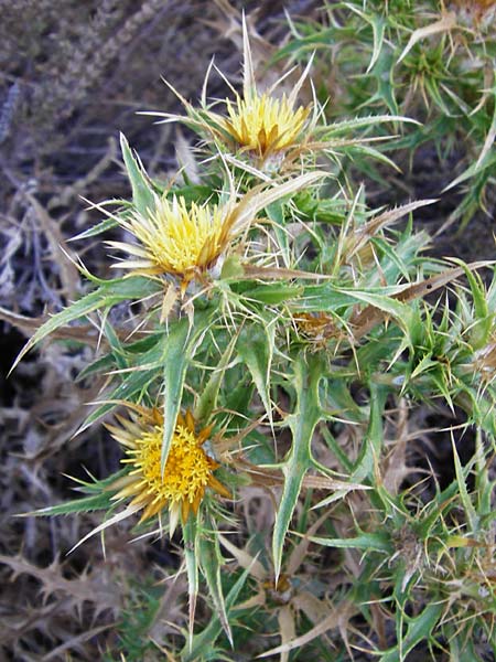 Carlina graeca \ Griechische Eberwurz, GR Euboea (Evia), Karistos 28.8.2014