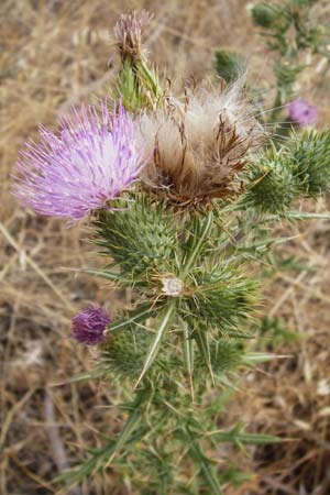 Cirsium vulgare \ Gewhnliche Kratzdistel, Lanzett-Kratzdistel / Spear Thistle, GR Parnitha 1.9.2014