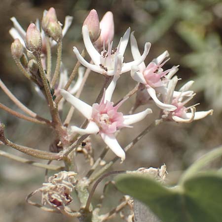 Cynanchum acutum \ Lianen-Schwalbenwurz, Lianen-Hundsw&uuml;rger / Stranglewort, GR Euboea (Evia), Kanatadika 25.8.2017