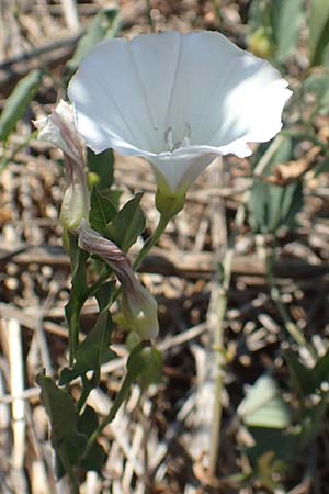 Convolvulus arvensis \ Acker-Winde / Field Bindweed, GR Euboea (Evia), Istiea 27.8.2017