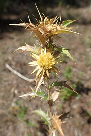 Carlina graeca \ Griechische Eberwurz, GR Euboea (Evia), Agdines 27.8.2017