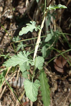 Convolvulus elegantissimus \ Zierliche Winde / Elegant Bindweed, GR Euboea (Evia), Agdines 27.8.2017