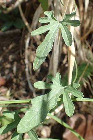 Convolvulus elegantissimus \ Zierliche Winde / Elegant Bindweed, GR Euboea (Evia), Agdines 27.8.2017