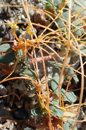 Cuscuta scandens ? \ Knterich-Seide / Knotweed Dodder, GR Euboea (Evia), Kanatadika 28.8.2017