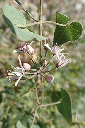 Cynanchum acutum \ Lianen-Schwalbenwurz, Lianen-Hundsw&uuml;rger / Stranglewort, GR Euboea (Evia), Kanatadika 28.8.2017