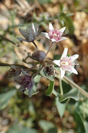 Cynanchum acutum \ Lianen-Schwalbenwurz, Lianen-Hundsw&uuml;rger / Stranglewort, GR Euboea (Evia), Kanatadika 28.8.2017