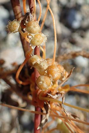 Cuscuta scandens ? \ Knterich-Seide / Knotweed Dodder, GR Euboea (Evia), Kanatadika 28.8.2017