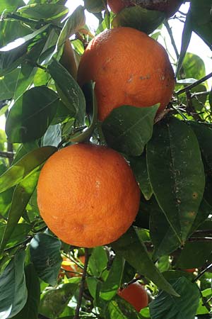 Citrus x aurantium \ Bitterorange, Pomeranze / Bitter Orange, Seville Orange, GR Athen 10.4.2019