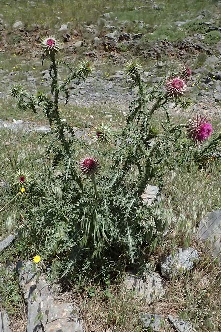 Onopordum bracteatum subsp. myriacanthum \ Vielstachelige Verzweigte Esels-Distel / Myriacanth Branched Cotton Thistle, GR Peloponnes, Saitas 19.5.2024