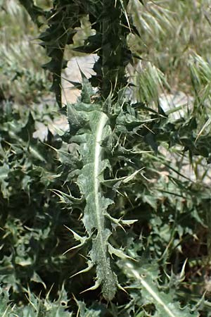 Onopordum bracteatum subsp. myriacanthum \ Vielstachelige Verzweigte Esels-Distel / Myriacanth Branched Cotton Thistle, GR Peloponnes, Saitas 19.5.2024