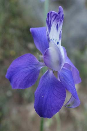 Delphinium ajacis \ Garten-Rittersporn / Larkspur, GR Peloponnes, Mt. Kyllini, Steno 19.5.2024