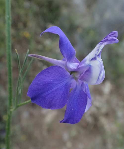 Delphinium ajacis \ Garten-Rittersporn / Larkspur, GR Peloponnes, Mt. Kyllini, Steno 19.5.2024