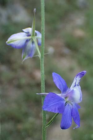 Delphinium ajacis \ Garten-Rittersporn / Larkspur, GR Peloponnes, Mt. Kyllini, Steno 19.5.2024
