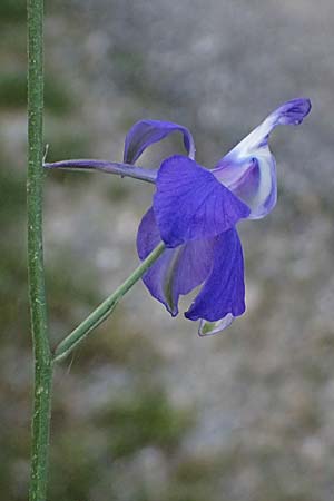 Delphinium ajacis \ Garten-Rittersporn / Larkspur, GR Peloponnes, Mt. Kyllini, Steno 19.5.2024